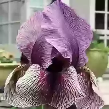 Dardanus